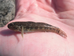 Bathygobius ramosus