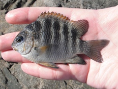 Abudefduf declivifrons