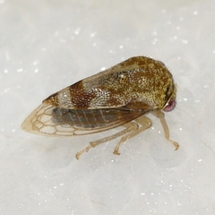 Cyrtolobus