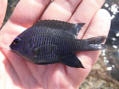 Stegastes rectifraenum