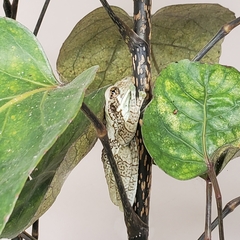 Trachycephalus typhonius