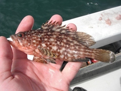 Alphestes multiguttatus