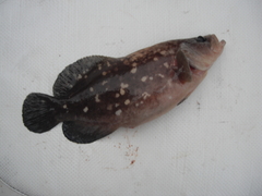 Rypticus bicolor