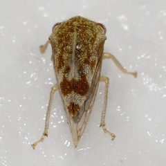 Cyrtolobus