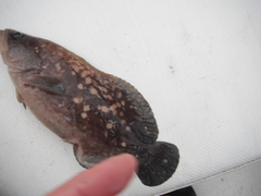 Rypticus bicolor