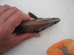 Rypticus bicolor