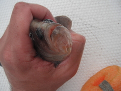 Rypticus bicolor