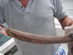 Muraena lentiginosa