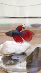 Betta splendens