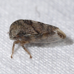 Cyrtolobus