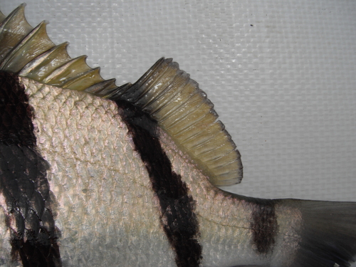 Blackbarred grunt (Genyatremus dovii) — Haemulidae — 4