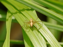 Oxyopes sertatus