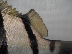 Genyatremus dovii