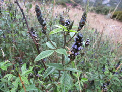 Otholobium mexicanum