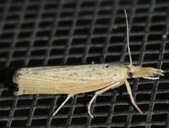 Pediasia dorsipunctellus