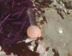 Calliostoma
