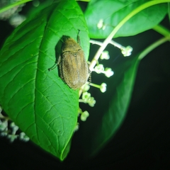 Exolontha umbraculata