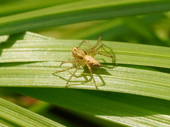 Oxyopes sertatus