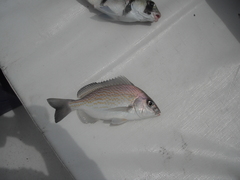 Orthopristis chalcea