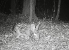 Sylvilagus aquaticus