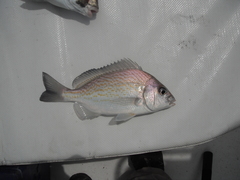 Orthopristis chalcea