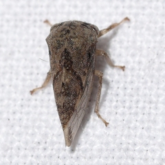 Cyrtolobus