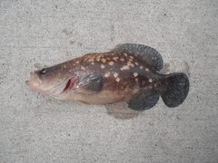 Rypticus bicolor