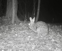 Sylvilagus aquaticus