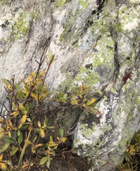 Salix planifolia