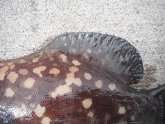 Rypticus bicolor