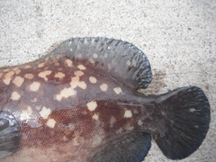 Rypticus bicolor
