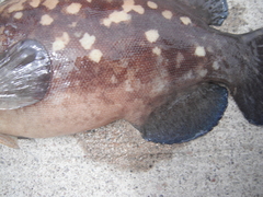 Rypticus bicolor