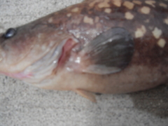 Rypticus bicolor