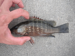 Lutjanus novemfasciatus
