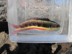 Thalassoma lucasanum