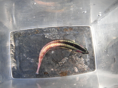 Thalassoma lucasanum
