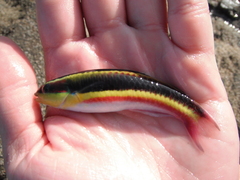 Thalassoma lucasanum