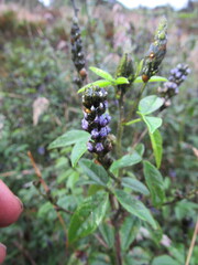 Otholobium mexicanum