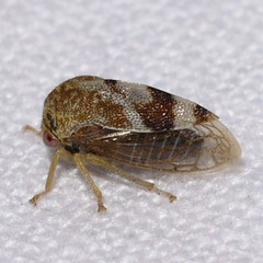 Cyrtolobus