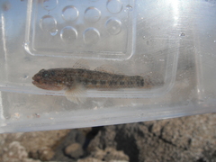 Bathygobius ramosus