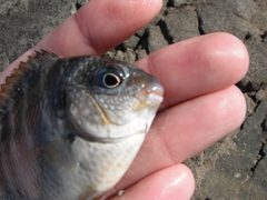 Abudefduf declivifrons