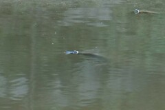 Apalone spinifera guadalupensis