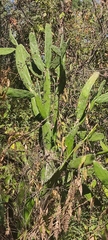Opuntia karwinskiana