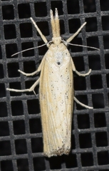 Pediasia dorsipunctellus