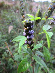 Otholobium mexicanum