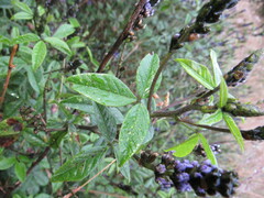 Otholobium mexicanum