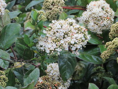 Viburnum triphyllum