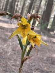 Chloraea gavilu
