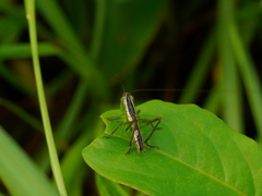 Conocephalus maculatus