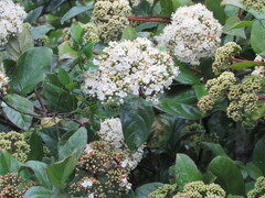 Viburnum triphyllum